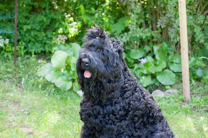 Vene must terjer - ikka üks väga suur koer
